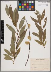 Foto von Salix daphnoides Vill.